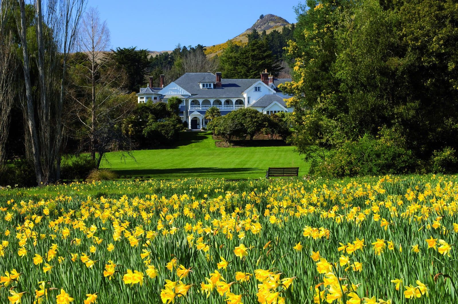 Otahuna Lodge, a Victorian homestead, above a field of daffodils in Canterbury